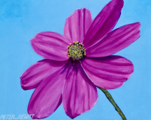1_bold_pink_daisy