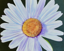 1_daisy