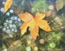 1_fall_leaf