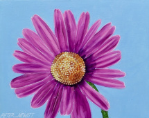1_pink_daisy