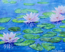 1_pink_water-lilies