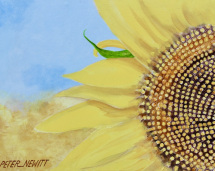 1_small_sunflower