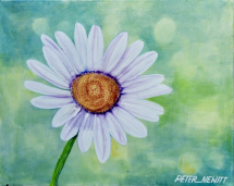 1_white_daisy