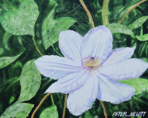 1_white_petals