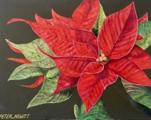 Bold_Red_Pointsettia
