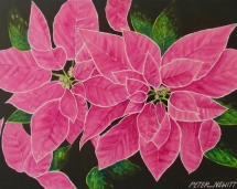 Pink_Pointsettia