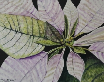 White_Pointsettia