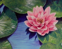 pink-water-lily
