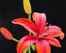 red-lily