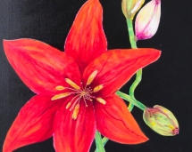 red_lily