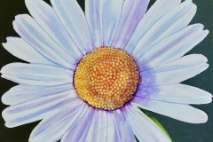 1_daisy