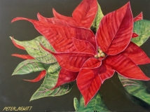 Bold_Red_Pointsettia