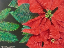 Christmas Pointsettia 3