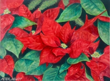 Christmas_Pointsettia