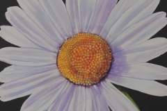 Daisy