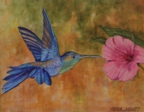 Humming Bird