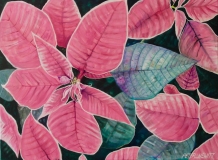 Pink Pointsettia