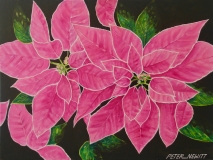 Pink_Pointsettia