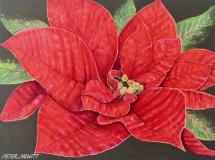 Red_Pointsettia