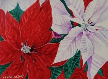 Red_&_White_Pointsetia