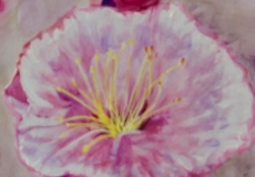 Spring_Flower