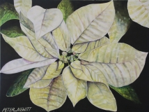 White Pointsettia