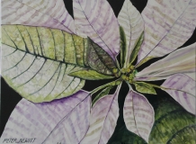 White_Pointsettia