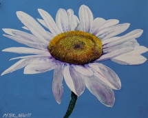 bold-daisy