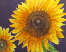 sunflowers