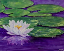 white-water-lily