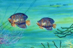 1_angel_fish